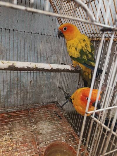 sun cnor pear hend tame frendly play full