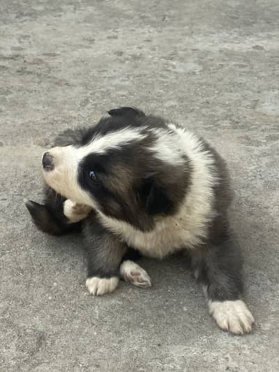 Cute little pup for sale