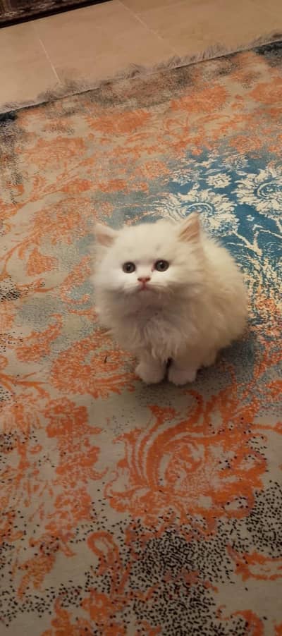 Male Persian Cat for Sale