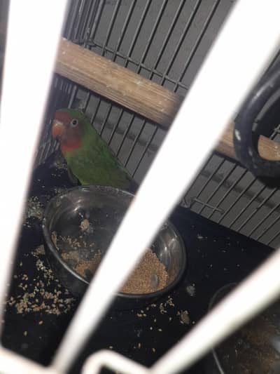 1 year love bird 4 sale