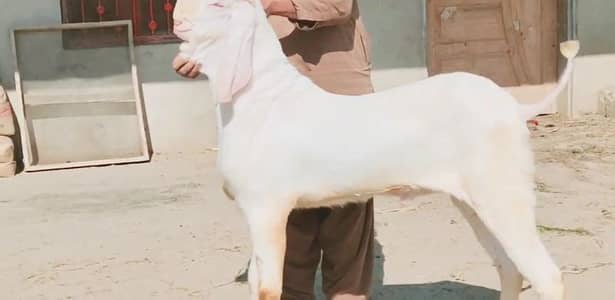 Qurbani ke Liye Bakra for sale/ +03225280183