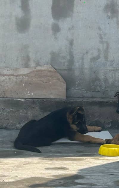 3 Month female German Shepherd puppy