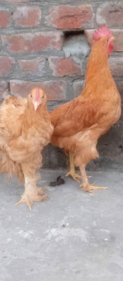 Golden heavy buff pair Available for sale