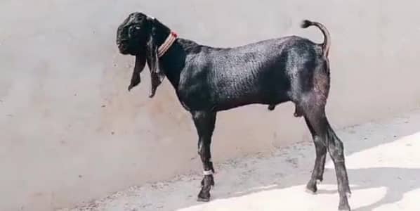 Qurbani ke liye Bakra for sale/ 03102718718