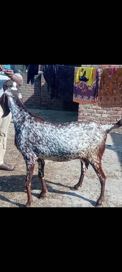 Gaban bakri for sale