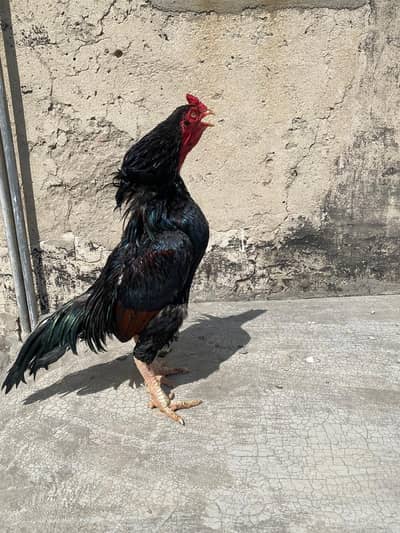 Aseel breeader and hens