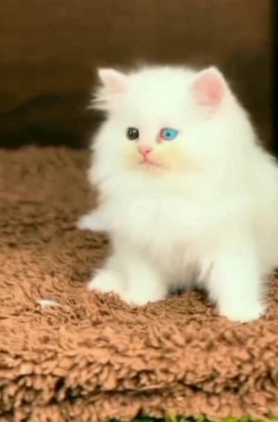 Persian female kitten for sale WhatsApp number 0320-69-30-694