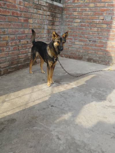 very good female heating breeding