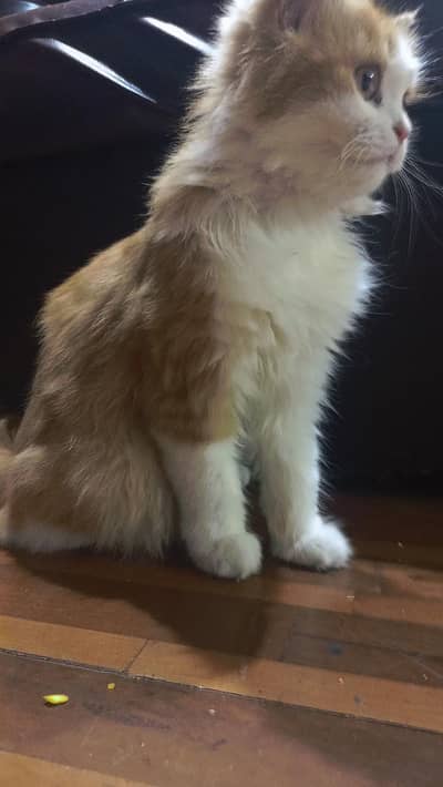 beautiful Persian kitten for sale