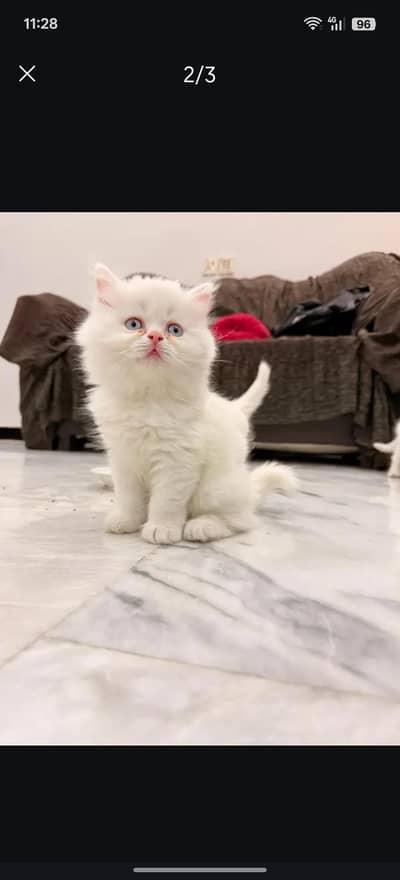 KITTEN PERSIAN