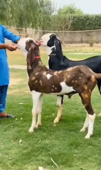 Qurbani ke liye Bakre for sale. price _ 65000.   call 03102718718