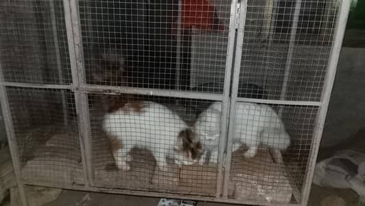 Russian cat for sale one year old