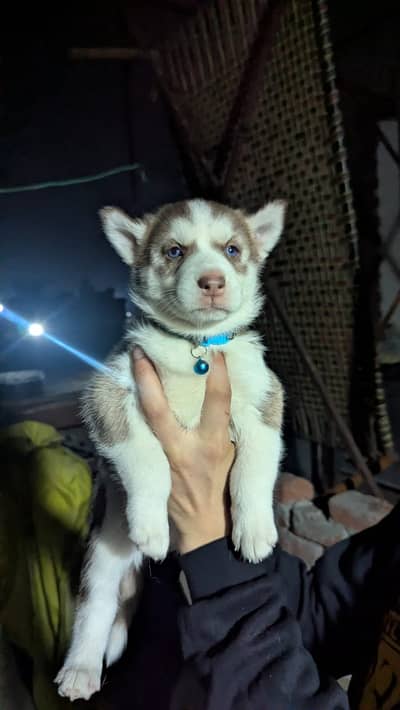 husky puppy | Siberian Husky Puppy | Blue Eyes | wolly coat | dog