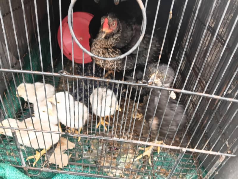 اصیل chicks 2