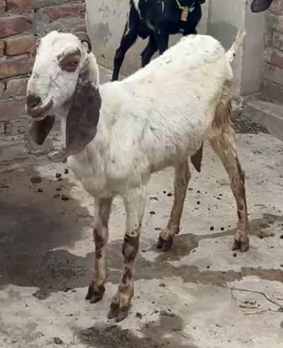 desi bakri