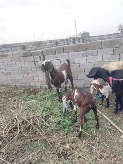 dood wali  bakriyan for sale