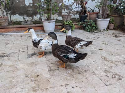 ducks