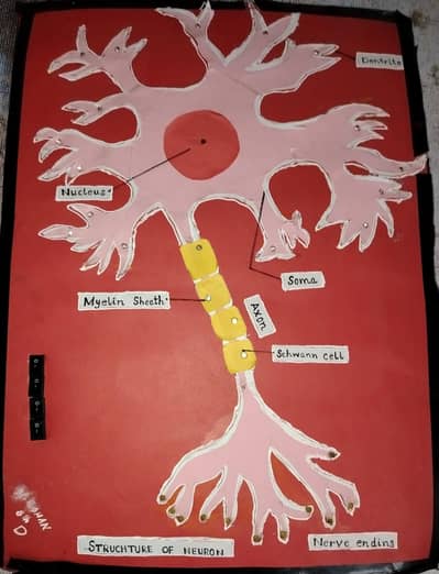 Educational project (for school exhibition)