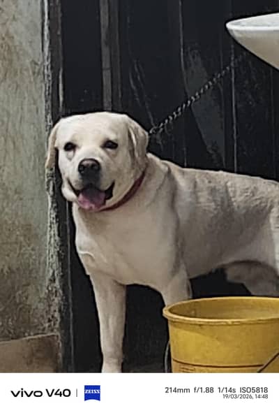Strong Pure White Labrador Male Available for Matting – Free | Lahore