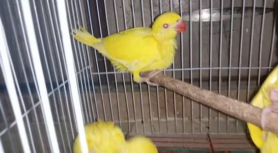 Yellow ringneck chiks