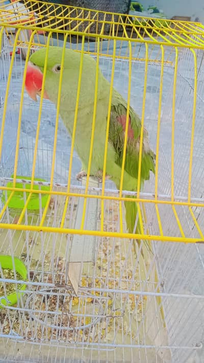 toking parrots for sale