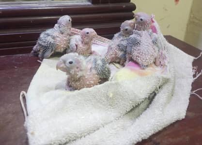 Pineapple chick's available