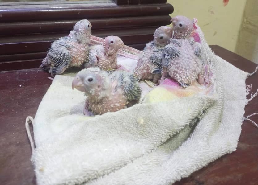 Pineapple chick's available 0