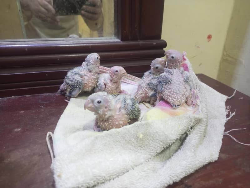 Pineapple chick's available 2