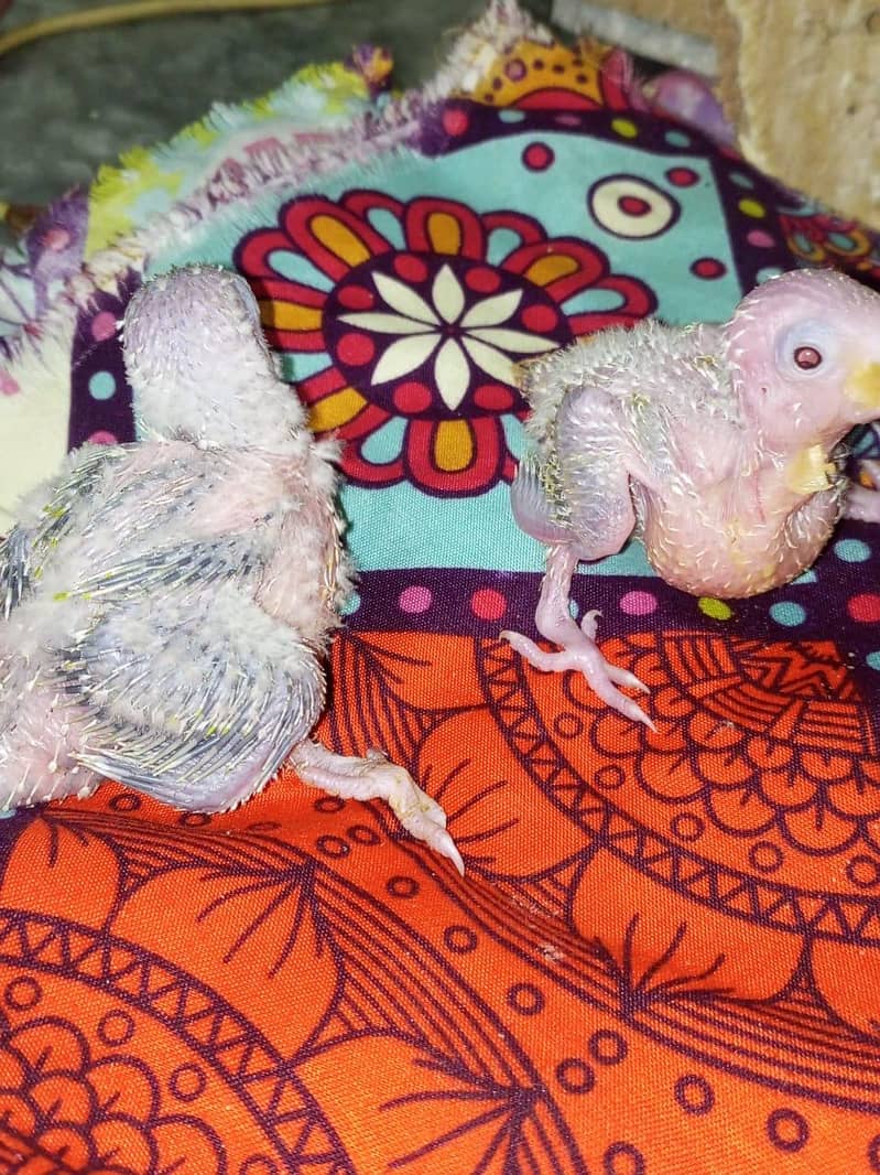 Pineapple chick's available 3