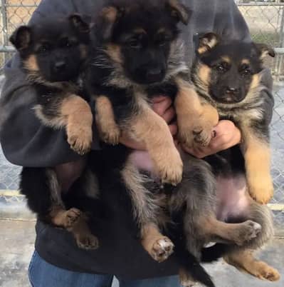 German Shepherd Puppies | Pink Pedigreed | Black Mask