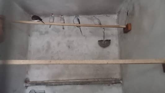 5 diamond dove and java pair