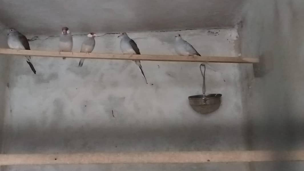 5 diamond dove and java pair 1