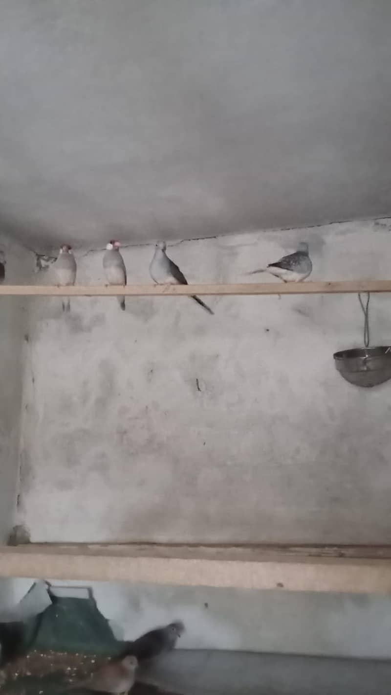 5 diamond dove and java pair 3