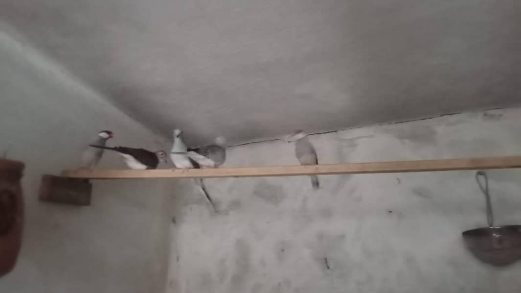 5 diamond dove and java pair 5