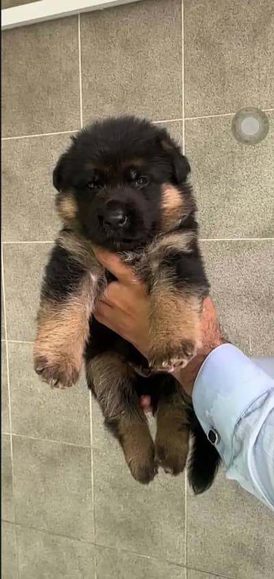 German Shepherd Puppies | Pink Pedigreed | Black Mask