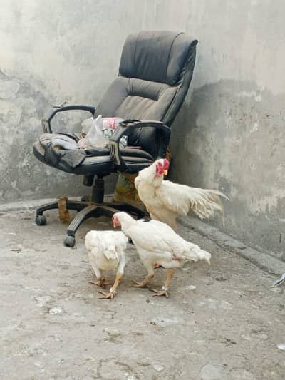 German White Shamo Trio For Sale