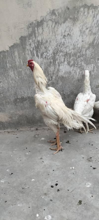 German White Shamo Trio For Sale