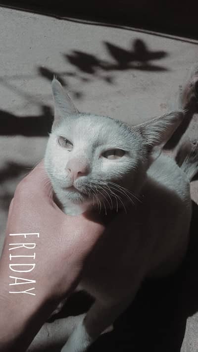 Graceful White Beauty Looking for a Home