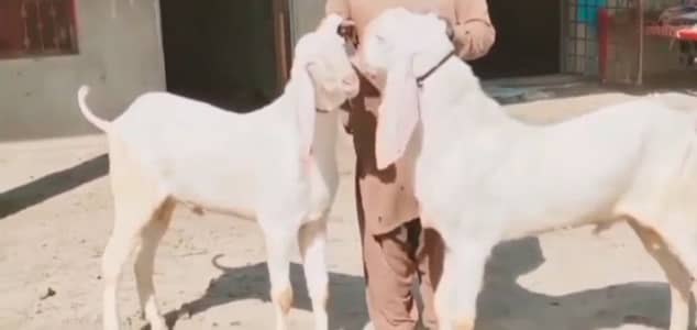 qurbani ke Liye 2 Bakre for sale. 03102729869