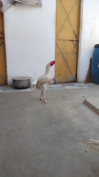 hira morgha morgi Chick