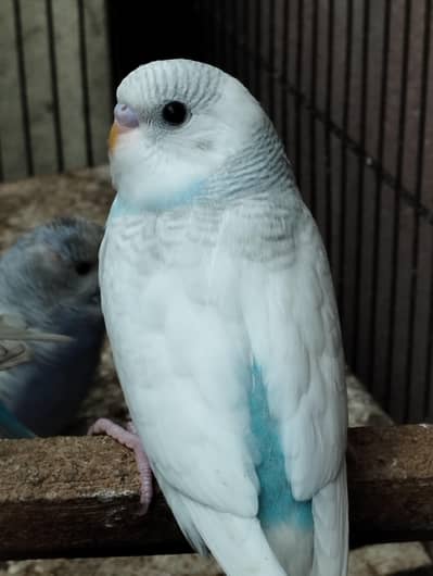Budgies available