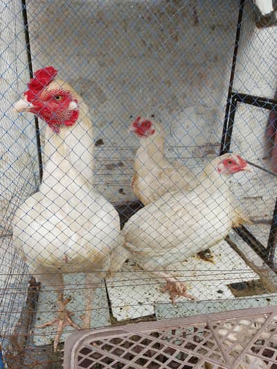 hira morgha morgi Chick