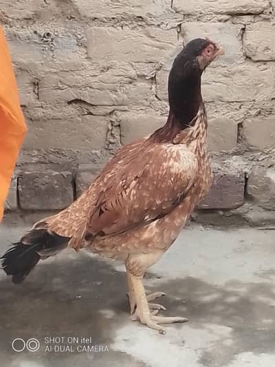 4 hens original kolangi