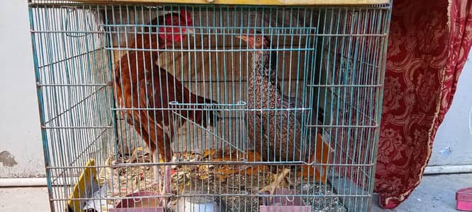 Aseel Murgha aur Aseel murghi