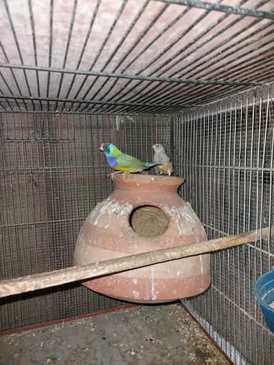 Golidians pair aur Bajri pair