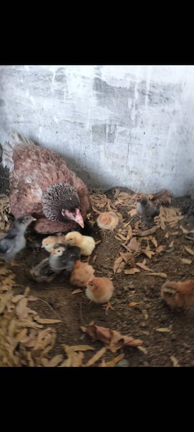 kurak murgi fancy chick eggs