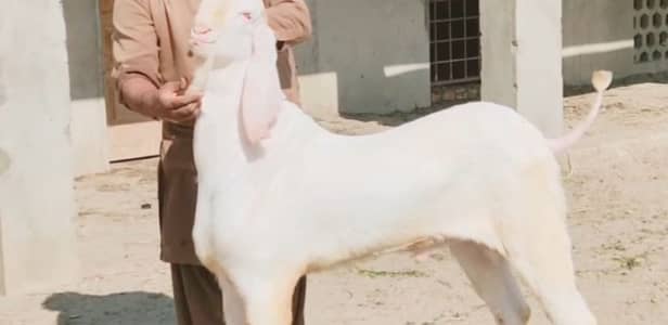 Qurbani ke Liye Bakra For Sale. 03102729869