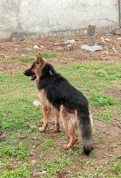 German shepherd High quality sale or exchange