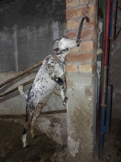 barbari teda male kanj