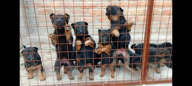 German female double cot